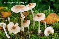 Leucoagaricus gauguei-amf1186